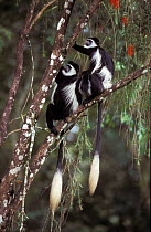 Two Black and white colobus monkeys - lowland form {Colobus guereza} feeding on bark of tree. Kakamega forest, Kenya