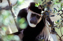 Black and white colobus monkey portrait - highland East African form {Colobus guereza} portrait. Mount Kenya, Kenya