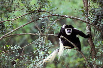 Black and white colobus monkey - highland East african form {Colobus guereza} preparing to leap from branch in tree. Mount Kenya, Kenya