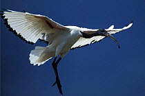 Sacred ibis landing {Threskiornis aethiopicus} Dunga, Lake Victoria, Kenya