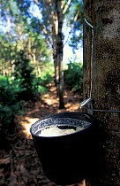 Rubber tapping, East coast, Brazil