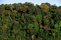 Atlantic rainforest canopy threatened habitat. East coast, Brazil