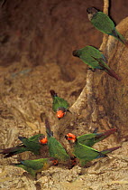 Painted parakeets at clay lick {Pyrrhura picta} Madre de Dios, Amazonia, Peru
