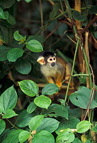 Common squirrel monkey {Saimiri sciureus} Manu NP, Amazonia, Per