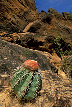 Caatinga habitat with Pope's head / Melon cactus {Melocactus sp} NE Brazil