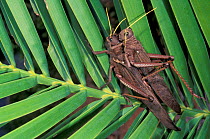 Lubber grasshoppers mating {Romaleidae} Cerrado habitat, Piaui state, NE Brazil