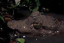 Young Spectacled caiman {Caiman crocodilus} Piaui State, NE Brazil