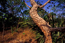 Cerrado habitat, typical tree with thick corky bark for drought tolerance. Piaui Brazil