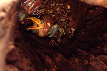 Toco toucan chick {Ramphastos toco} in tree nest hole, Cerrado habitat, Piaui state, NE Brazil