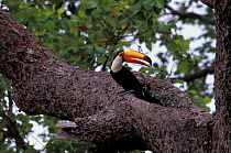 Toco toucan {Ramphastos toco} steals egg from nest hole, Cerrado habitat, Piaui, Brazil