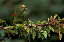 Blue fronted amazon parrot {Amazona aestiva} Piaui State, NE Brazil