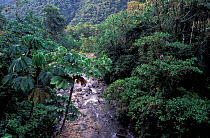 Cloud forest stream, Manu Cloud forest, Amazonia, Peru