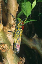 Giant painted locust (Phymateus saxosus) La Madraka Farm, Madagascar