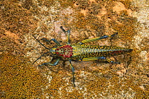 Looking down on Giant painted locust (Phymateus saxosus) La Madraka Farm, Madagascar