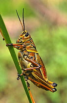 Lubber grasshopper (Brachystola magna) Everglades NP, Florida, USA Not available for ringtone/wallpaper use.