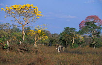Pantanal, Brazil with cattle and Tabebuia trees in flower {Tababuia sp}