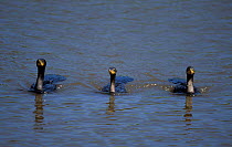 Three Olivaceous cormorants swimming {Phalacrocorax olivaceous} Pantanal, Brazil