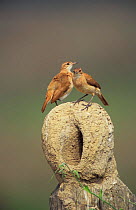 Rufous hornero / Ovenbird pair on mud nest {Furnarius rufus} Pantanal, Brazil