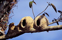 Mud nests of Rufous hornero / Ovenbird {Furnarius rufus} Pantanal, Brazil