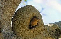 Rufous hornero / Ovenbird at entrance to mud nest {Furnarius rufus} Pantanal, Brazil