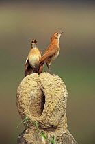 Rufous hornero (ovenbird) pair singing on nest {Furnarius rufus} Pantanal, Brazil