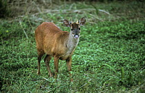 Red brocket deer {Mazama americana} in wetlands, Pantanal, Brazil
