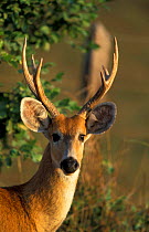 Marsh deer male {Blastocerus dichotomus} Pantanal, Brazil