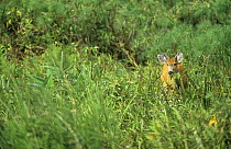 Marsh deer (Blastocerus dichotomus) in wetlands, Pantanal, Brazil, vulnerable species