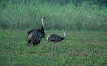 Common / Greater rheas {Rhea americana} Pantanal, Brazil