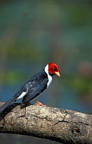 Red capped cardinal {Paroaria gularis} Pantanal, Brazil