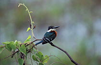 Green kingfisher male {Chloroceryle americana} Pantanal, Brazil