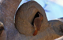 Rufous hornero / Ovenbird at mud nest {Furnarius rufus} Pantanal, Brazil