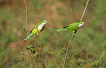 Monk parakeet pair {Myiopsitta monachus} Pantanal, Brazil