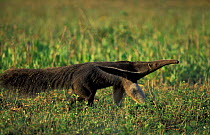 Giant anteater walking {Myrmechophaga tridactyla} Pantanal, Brazil