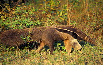 Giant anteater {Myrmechophaga tridactyla} Pantanal, Brazil