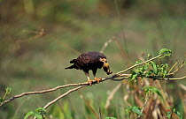 Everglade (snail) kite feeding on snail {Rostrhamus sociabilis} Pantanal, Brazil
