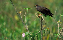 Everglade / Snail kite {Rostrhamus sociabilis} Pantanal, Brazil