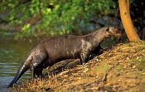 Giant otter female coming out of water {Pteronura brasiliensis} Pantanal, Brazil