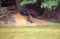 Giant otter outside riverside den {Pteronura brasiliensis} Pantanal, Brazil