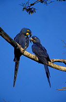 Hyacinth macaw pair {Anodorhynchus hyacinthinus} Pantanal, Brazil