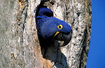 Hyacinth macaw emerging from nest hole {Anodorhynchus hyacinthinus} Pantanal, Brazil