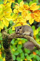 Fat / Edible dormouse in tree {Glis glis} UK - captive