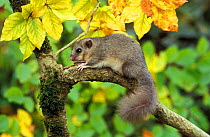Fat / Edible dormouse in tree  {Glis glis} UK - captive