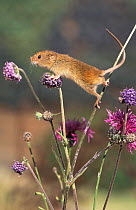 Harvest mouse {Micromys minutus} captive UK