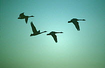 Bewick's swans, silhouette of four flying after sunset {Cygnus bewickii} UK