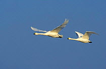 Two Bewick's swans in flight {Cygnus bewickii} UK