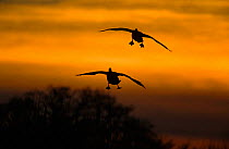 Two Greylag geese landing at sunset {Anser anser} UK