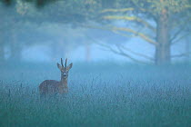 Roe deer buck in mist {Capreolus capreolus} UK