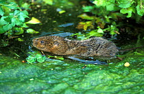 Water vole swimming {Arvicola terrestris} UK