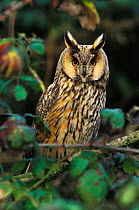 Long eared owl {Asio otus} UK